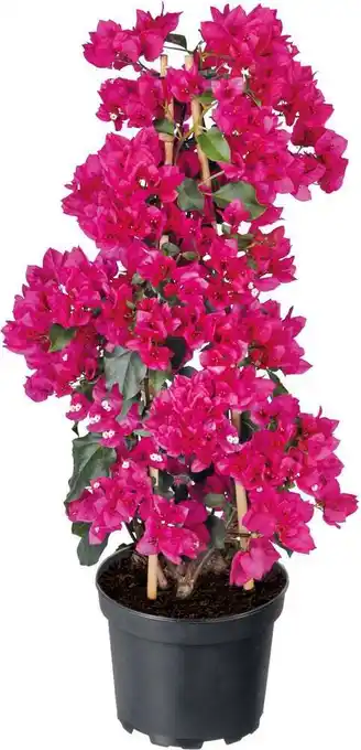 Intratuin Bougainville (bougainvillea sandriana) d 26 h 50 cm aanbieding