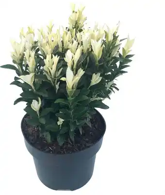 Intratuin Kardinaalsmuts (euonymus japonica 'paloma blanca') d 17 h 20 cm aanbieding