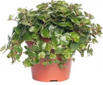 Intratuin Sedum (sedum 'tornado') d 12 h 15 cm aanbieding