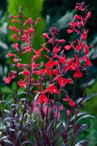 Intratuin Rode waterlobelia (lobelia 'queen victoria') d 9 h 20 cm aanbieding