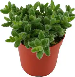 Intratuin Augurkenplantje (delosperma echinathum) d 12 h 20 cm aanbieding