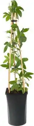 Intratuin Passiebloem (passiflora 'purple rain') d 16 h 75 cm aanbieding