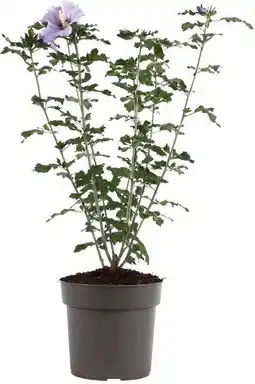 Intratuin Chinese roos (hibiscus syriacus 'oiseau blue') d 23 h 60 cm aanbieding