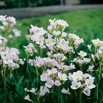 Intratuin Pinksterbloem (cardamine pratensis) aanbieding
