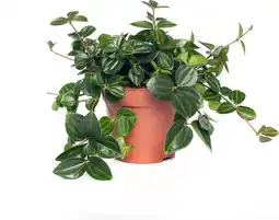 Intratuin Peperomia (peperomia angulata) d 12 h 15 cm aanbieding