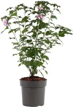 Intratuin Chinese roos (hibiscus syriacus 'ardens') d 23 h 60 cm aanbieding