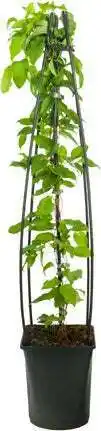 Intratuin Bosrank (clematis 'dr. ruppel') d 23 h 117 cm aanbieding