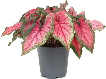 Intratuin Caladium (caladium hybride) roze d 12 h 25 cm aanbieding
