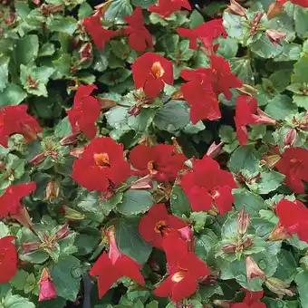 Intratuin Rode maskerbloem (mimulus 'bonfire red') d 9 h 20 cm aanbieding