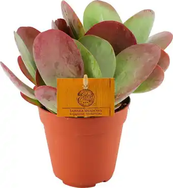 Intratuin Woestijnroos (kalanchoe thyrsiflora) d 12 h 20 cm aanbieding