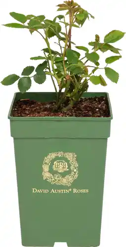 Intratuin Roos (david austin rosa 'boscobel®') d 24 h 40 cm aanbieding