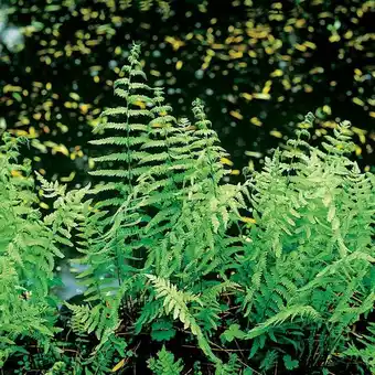 Intratuin Moerasvaren (thelypteris palustris) d 9 h 20 cm aanbieding