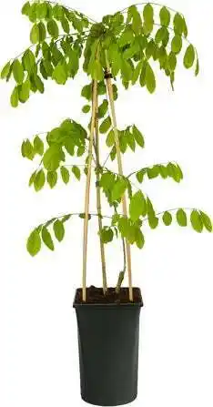 Intratuin Blauwe regen (wisteria sinensis 'prolific') d 16 h 75 cm aanbieding