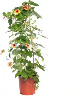Intratuin Suzanne-met-de-mooie-ogen (thunbergia alata 'suzie yellow with eye') d 17 h 80 cm aanbieding