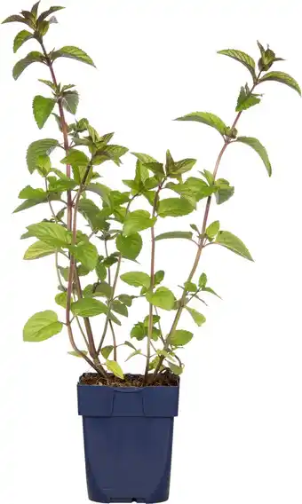 Intratuin Chocolade munt (mentha piperita 'chocolate') d 11 h 10 cm aanbieding