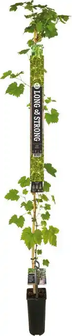 Intratuin Pitloze witte druif (vitis vinifera 'millennium') d 23 h 210 cm aanbieding