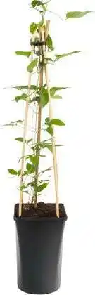 Intratuin Bosrank (clematis 'the president') d 16 h 75 cm aanbieding