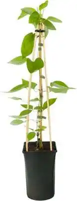Intratuin Bosrank (clematis 'snow queen') d 16 h 75 cm aanbieding