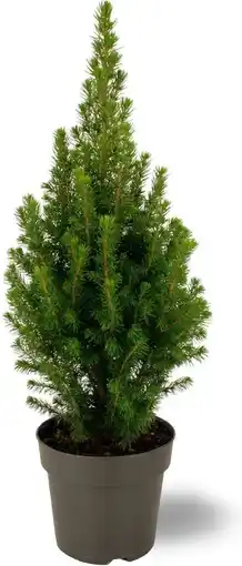 Intratuin Dwergspar (picea glauca conica 'december') d 15 h 50 cm aanbieding