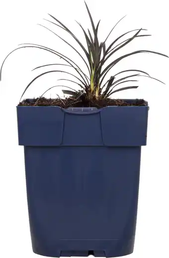 Intratuin Slangenbaard (ophiopogon planiscapus 'niger') d 11 h 10 cm aanbieding