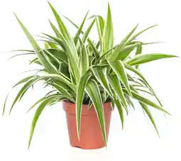 Intratuin Graslelie (chlorophytum comosum 'ocean') d 12 h 15 cm aanbieding