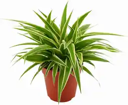 Intratuin Graslelie (chlorophytum comosum 'ocean') d 12 h 15 cm aanbieding