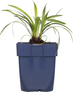 Intratuin Graslelie (liriope muscari 'ingwersen') d 11 h 10 cm aanbieding