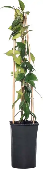 Intratuin Toscaanse jasmijn (trachelospermum jasminoides) d 16 h 75 cm aanbieding