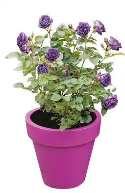 Intratuin Struikroos (rosa minerva) d 23 h 35 cm aanbieding