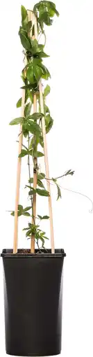 Intratuin Passiebloem (passiflora caerulea) d 16 h 75 cm aanbieding