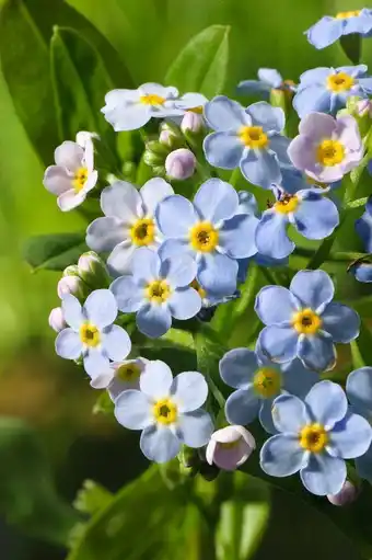 Intratuin Moeras vergeet-mij-niet (myosotis palustris) d 9 h 20 cm aanbieding