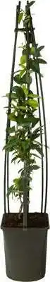 Intratuin Toscaanse jasmijn (trachelospermum jasminoides) d 23 h 117 cm aanbieding