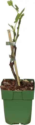Intratuin Biologische vijg (ficus carica 'gustissimo perretta®') d 13 h 40 cm aanbieding