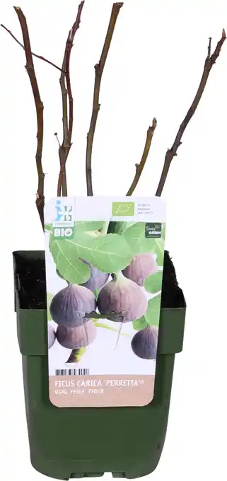 Intratuin Biologische vijg (ficus carica 'gustissimo perretta®') d 13 h 40 cm aanbieding