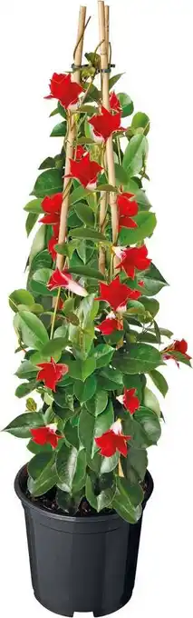 Intratuin Mandevilla piramide (dipladenia 'sundaville') rood d 17 h 70 cm aanbieding