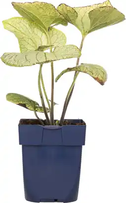 Intratuin Kaukasische vergeet-mij-niet (brunnera macrophylla 'jack frost') d 11 h 10 cm aanbieding