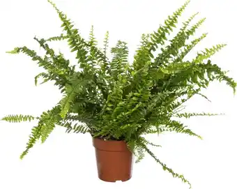 Intratuin Krulvaren (nephrolepis exaltata 'green lady') d 12 h 35 cm aanbieding