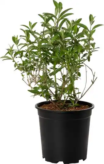 Intratuin Vlinderstruik (buddleja davidii 'royal red') d 24 h 40 cm aanbieding