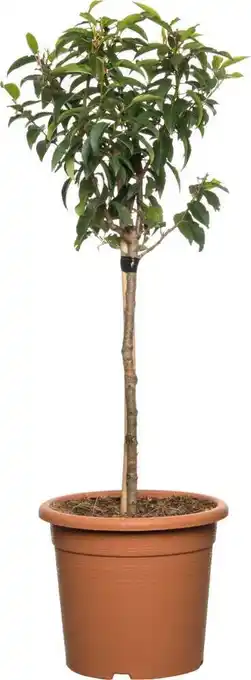 Intratuin Portugese laurier (prunus lusitanica) d 29 h 80 cm aanbieding