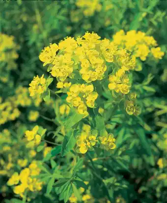 Intratuin Moeraswolfsmelk (euphorbia palustris) aanbieding