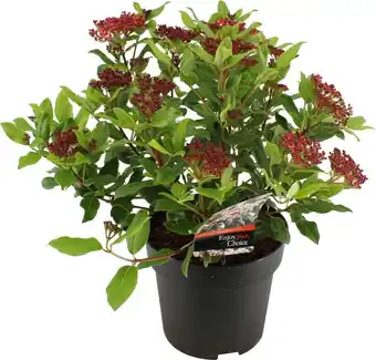 Intratuin Sneeuwbal (viburnum tinus 'gwenllian') d 17 h 25 cm aanbieding