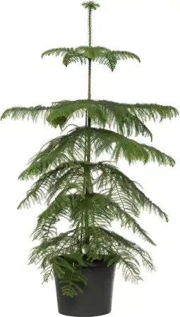 Intratuin Kamerden (araucaria heterophylla) d 17 h 55-60 cm aanbieding