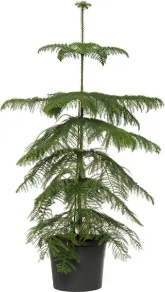 Intratuin Kamerden (araucaria heterophylla) d 17 h 55-60 cm aanbieding