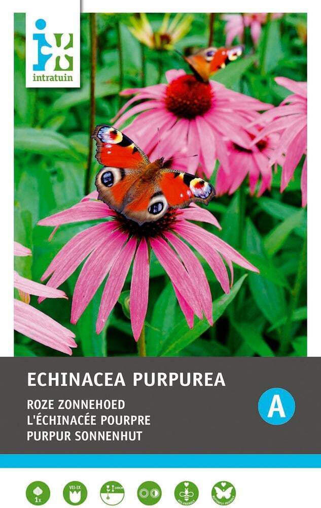Intratuin vaste plant zonnehoed (echinacea purpurea) aanbieding bij