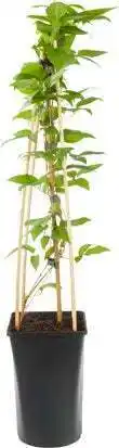 Intratuin Bosrank (clematis 'comtesse de bouchaud') d 16 h 75 cm aanbieding