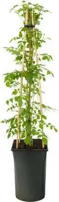 Intratuin Trompetbloem (campsis radicans) d 16 h 75 cm aanbieding