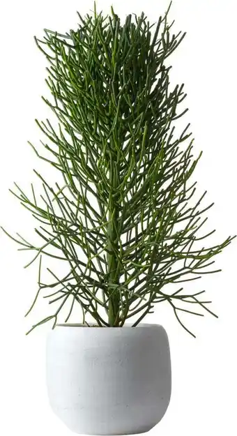 Intratuin Potloodplant (euphorbia tirucalli) d 27 h 100 cm aanbieding