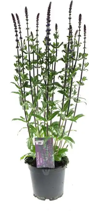 Intratuin Siersalie (salvia nemorosa 'caradonna') d 17 h 50 cm aanbieding