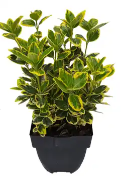 Intratuin Kardinaalsmuts (euonymus japonicus 'marieke') d 17 h 40 cm aanbieding