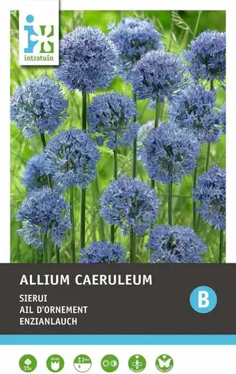 Intratuin Intratuin bloembollen sierui (allium caeruleum) blauw 15 stuks aanbieding